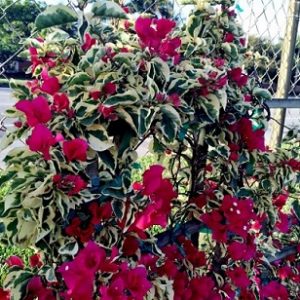 Hình ảnh: cây hoa giấy cẩm thạch