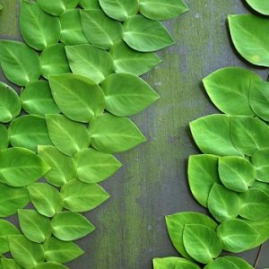 Hình ảnh : cây Tắc Kè Thái