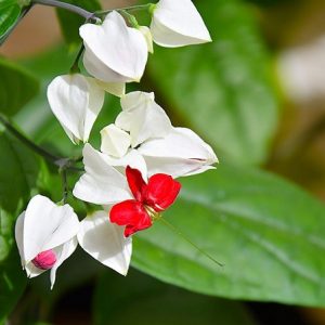 Hình ảnh: cây hoa ngọc nữ