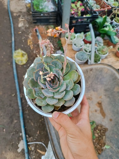 Hình ảnh : cây Sen đá