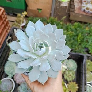 Hình ảnh : cây Sen đá