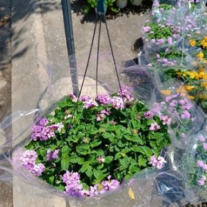 Hình ảnh: cây Trâm Ổi Tím chậu treo