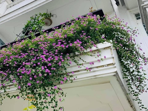 Cây Trâm Ổi Tím chậu treo | Cây Ăn Trái Dễ Trồng