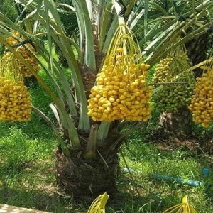 Hình ảnh: cây chà là Trung Đông