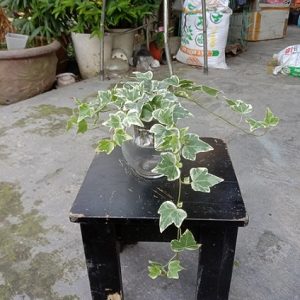 hình ảnh: cây thường xuân cẩm thạch thủy sinh