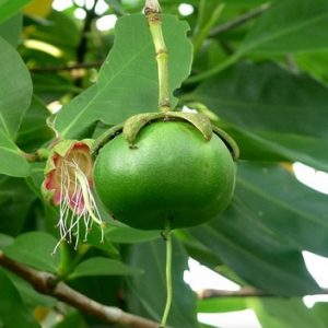 Hình ảnh: cây Bần ổi