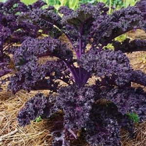 Hình ảnh : Cây Cải Xoăn Kale Tím