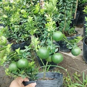 hình ảnh: cây Cam Nhật lá nhỏ