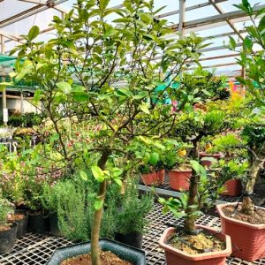 Hình ảnh ; cây chanh đào tại vườn