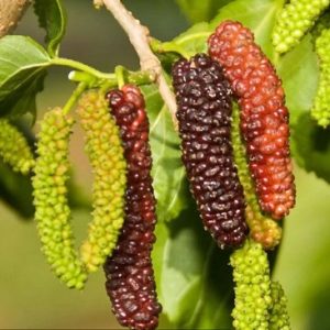 hình ảnh : cây Dâu Tằm Trái Dài Đài Loan