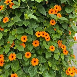 Hình ảnh: cây dây leo Mắt Huyền