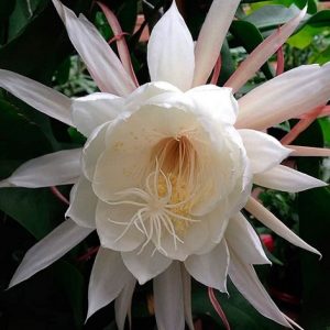 Hình ảnh: cây Hoa Quỳnh Trắng