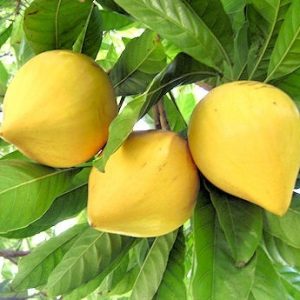 Hình ảnh : Qủa cây Lê ki ma