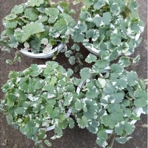 Hình ảnh : cây Rau Má Cẩm Thạch