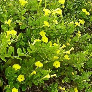 Hình ảnh: cây Dây Leo Huỳnh Đệ