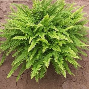 Hình ảnh: cây Dương xỉ vàng chậu treo