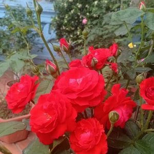 Hình ảnh: Cây Hoa Hồng Lửa