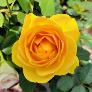 Hình ảnh: cây Hồng Tezza Vàng Siêu Nụ