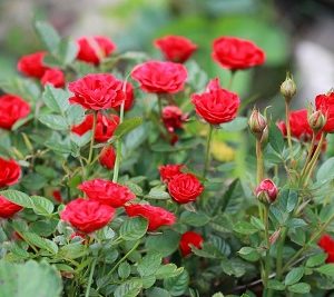 Hình ảnh: Cây Hoa Hồng Tỉ Muội