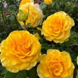 Hình ảnh: cây hoa hồng vàng shell