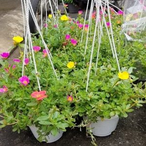 Hình ảnh: cây Hoa Mười Giờ Sam chậu treo