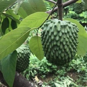 Hình ảnh : cây Na Sầu Riêng