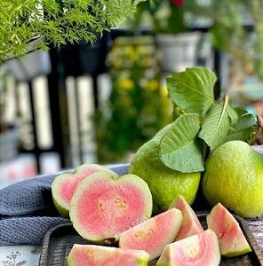 Hình ảnh: cây Ổi Rubi ruộc đỏ gốc lớn