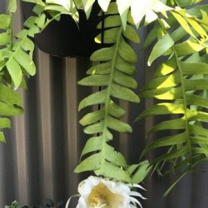 Hình ảnh : cây Quỳnh Xương Cá chậu treo