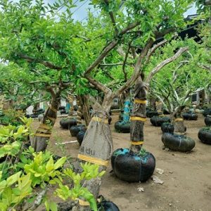 hình ảnh: cây sơ ri gốc lớn tại vườn