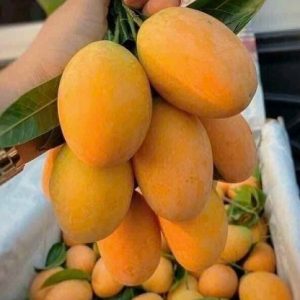 Hình ảnh: Cây Thanh Trà