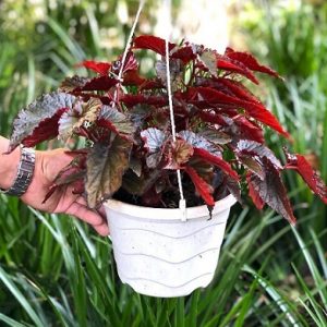 Hình ảnh : cây thu hải đường lá đỏ chậu treo