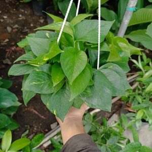 Hình ảnh: cây Trầu Bà Thái Xanh chậu treo