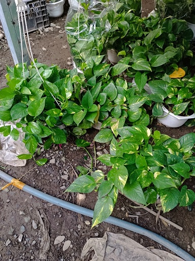Hình ảnh: cây Trầu Bà Thường Xanh chậu treo