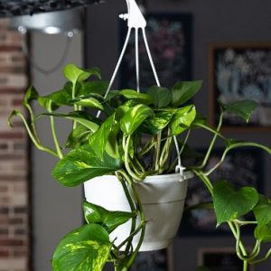 Hình ảnh: cây Trầu Bà Thường Xanh chậu treo