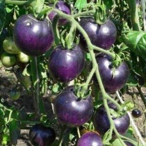 Hình ảnh: Cây Cà Chua Bi Tím