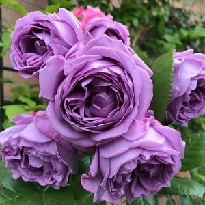 Hình ảnh: Cây Hoa Hồng Kinda Blue Rose