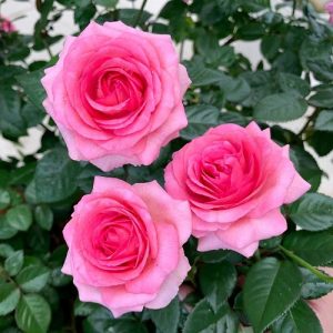 Hình ảnh: Cây Hoa Hồng Tree Lafont Rose