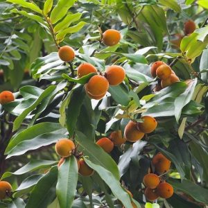 Hình ảnh: Cây Đào Hồng Nhung