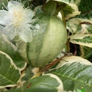 Hình ảnh: Cây Ổi Cẩm Thạch Ruột Đỏ