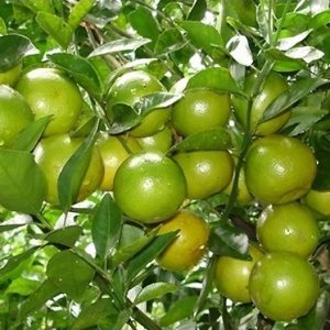 Hình ảnh: Cây Quýt Đường