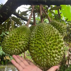 Hình ảnh: Cây Sầu Riêng Musang King
