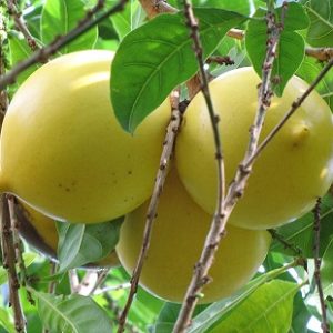 Hình ảnh: Cây Vú Sữa Hoàng Kim