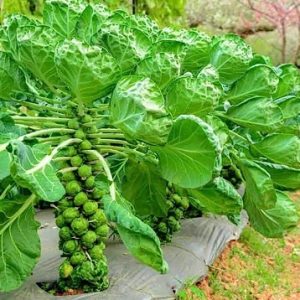 Hình ảnh: Cây Bắp Cải Mini