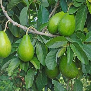 Hình ảnh: Cây Bơ Sáp Da Xanh