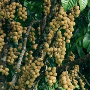 Hình ảnh: Cây Bòn Bon