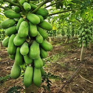 Hình ảnh: Cây Đu Đủ Lùn Siêu Trái