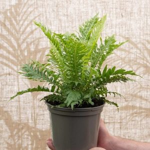 Hình ảnh: Cây Dương Xỉ Hạnh Phúc để bàn