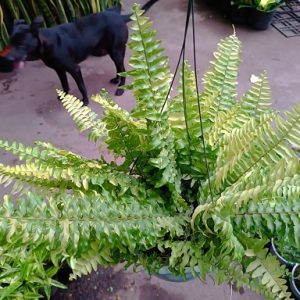 Hình ảnh: CâyDương Xỉ Vàng Cẩm Thạch chậu treo