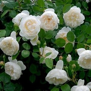 Hình ảnh: Cây Hoa Hồng Bạch Xếp