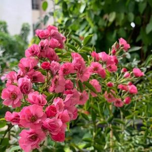 Hình ảnh: Cây Hoa Hồng Mac Spice Rose